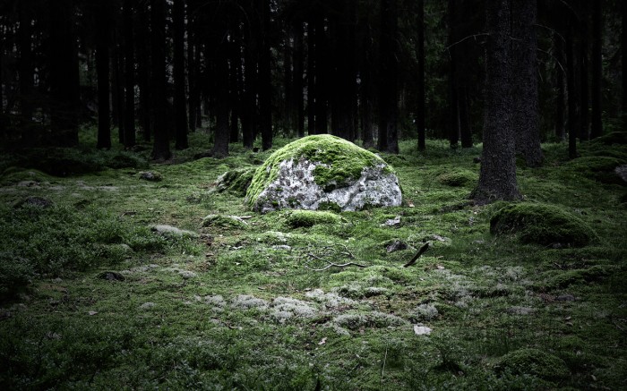 nature (19).jpg (1 MB)